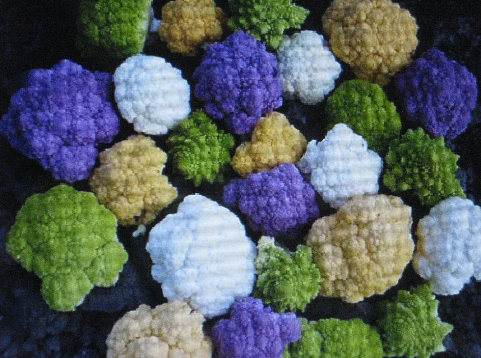FRESH Rainbow Blend Cauliflower * Broccoli * Mixed Colors* 150 SEEDS *