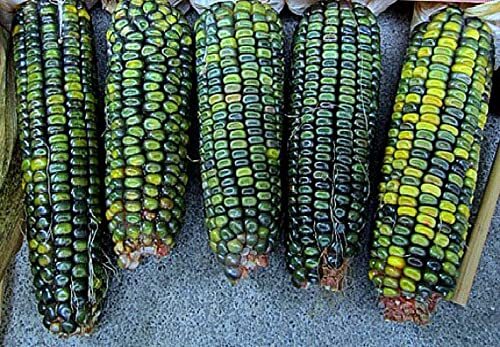 Oaxacan Green Indian Corn Seeds for Planting – 25+ Seeds – Stunning Green Kernel