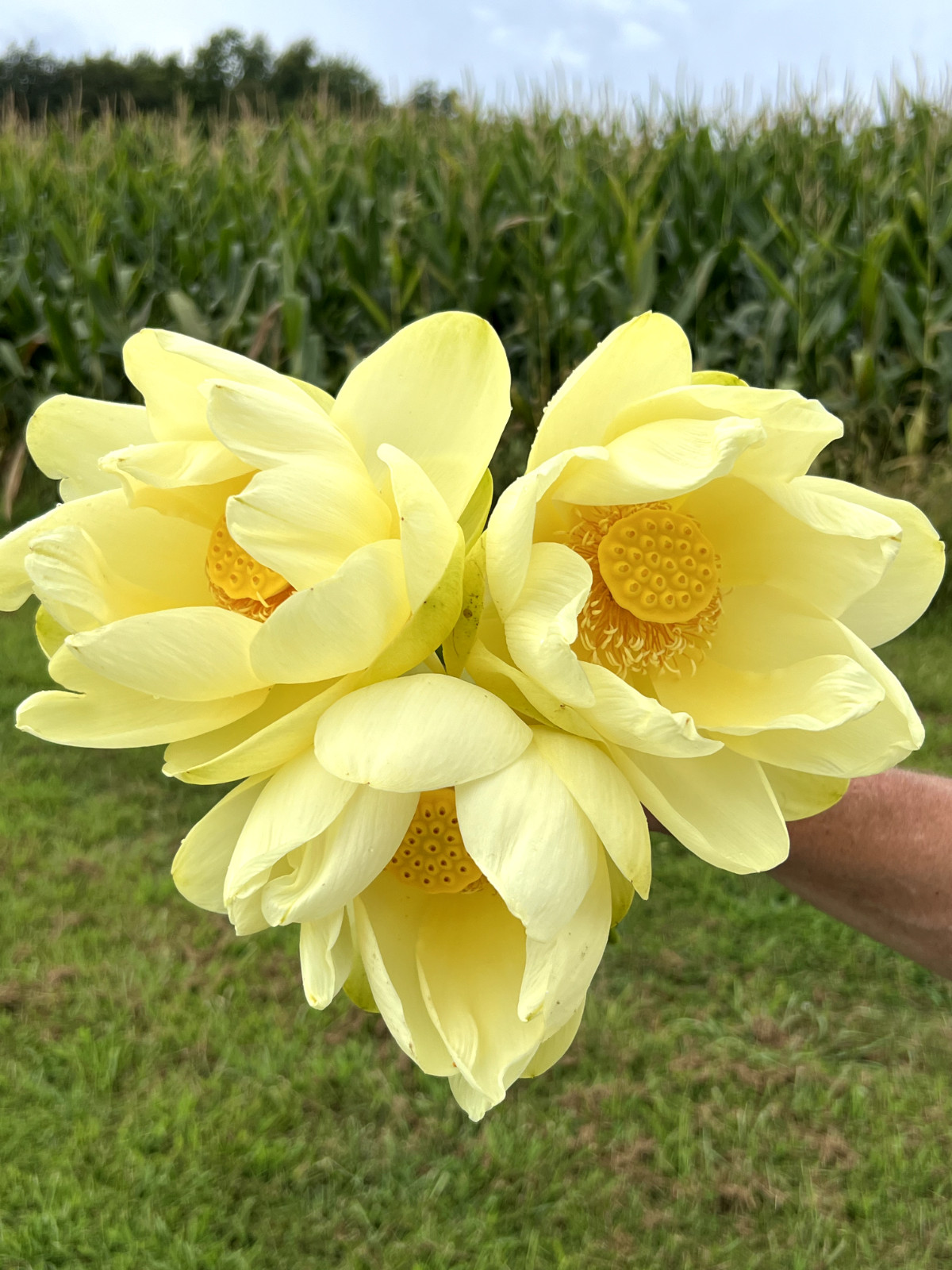 40 Seeds Yellow Lotus Flower Seeds American Water Lily for Pots or Pond