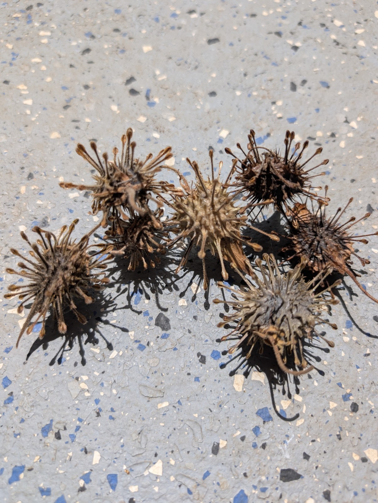Uncarina Sp. Seeds- Entire Pod