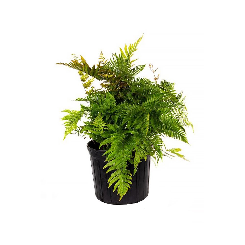 Live Autumn Fern – 10-Inch Pot – Hardy Outdoor Plant with Copper-Toned Fronds…