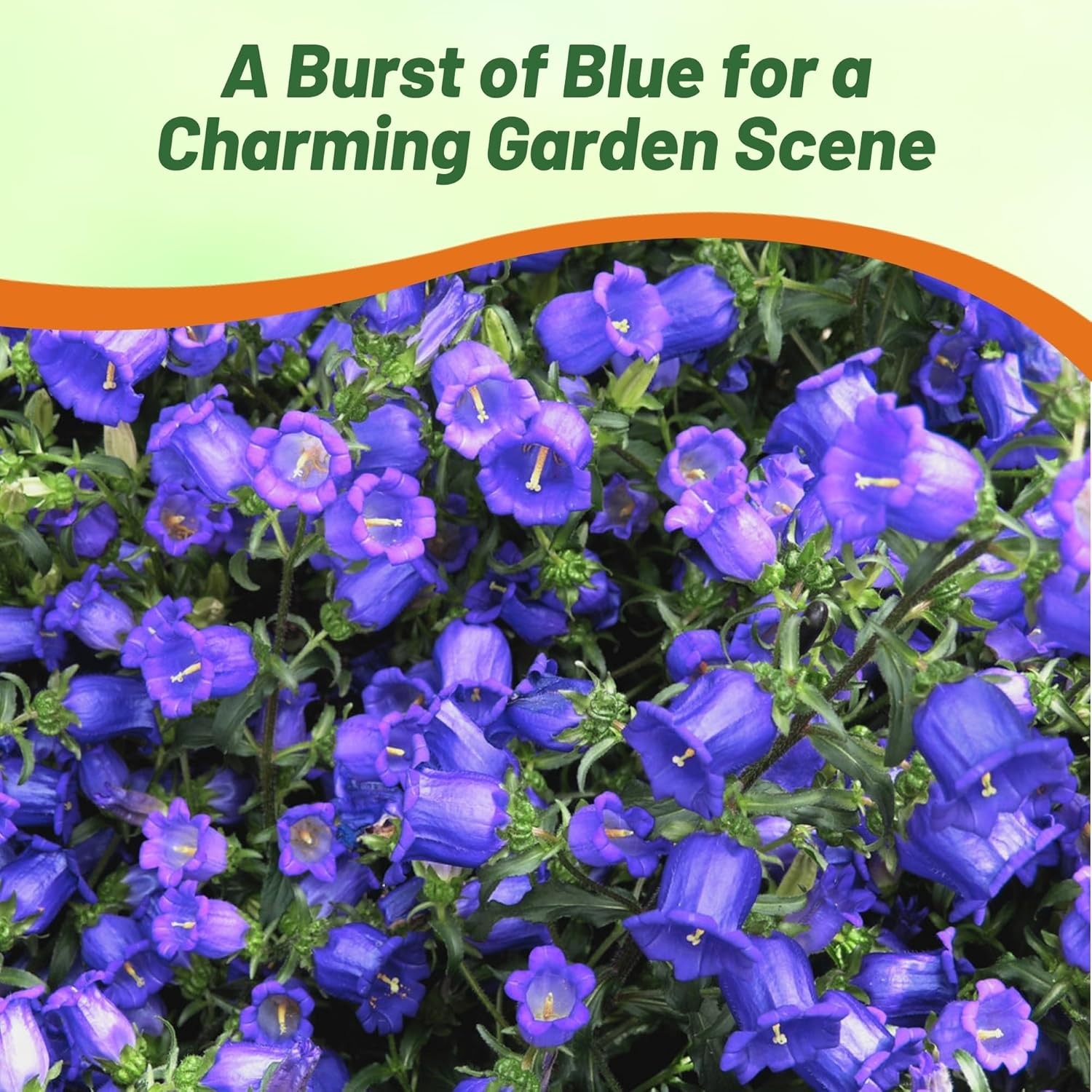 5000 Seeds Canterbury Bells Seed – Campanula Medium Blue Flower Seeds