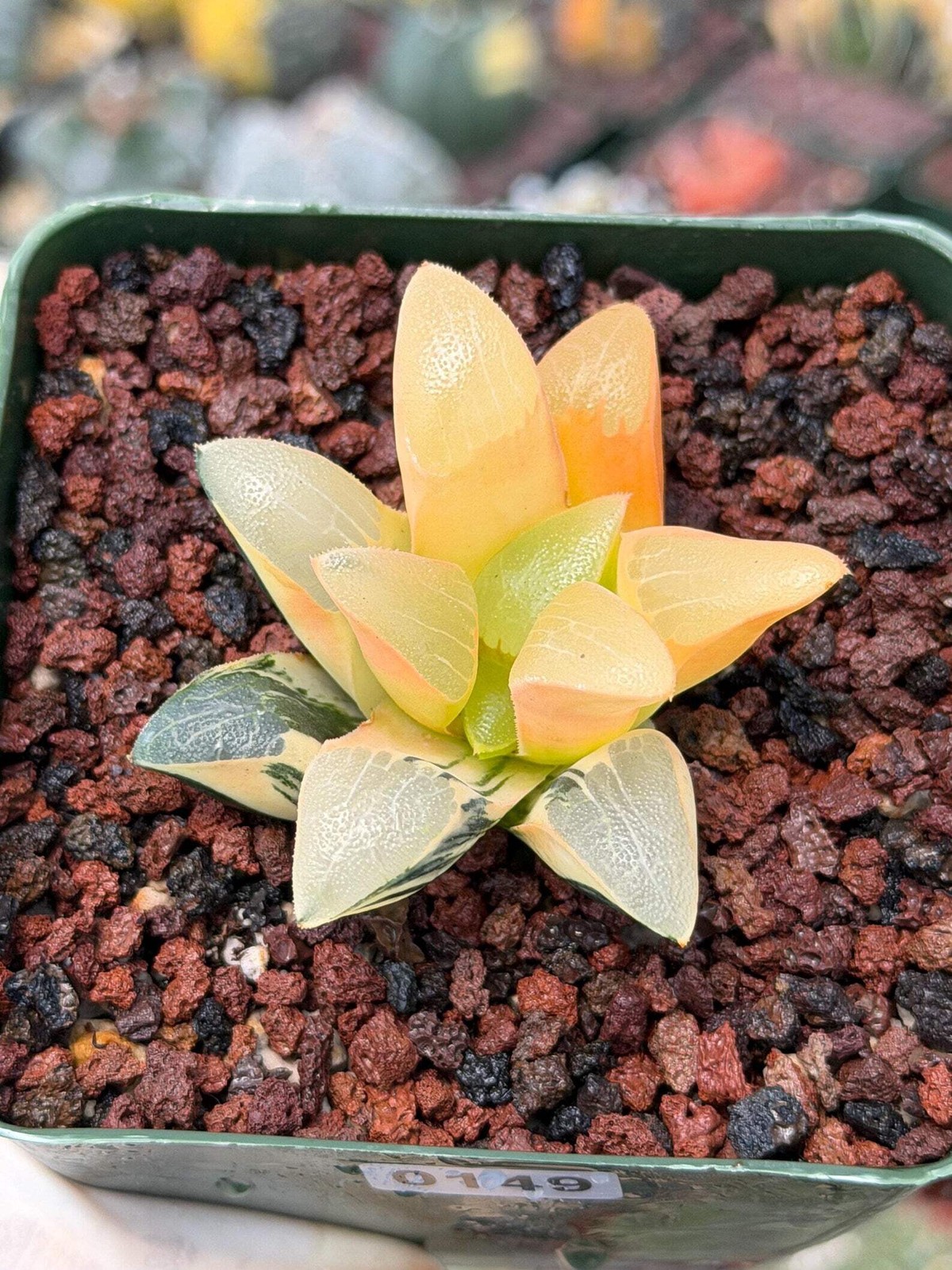 Variegated Haworthia Correcta | Rare Succulent | Live Plant with Yellow‑Orange V