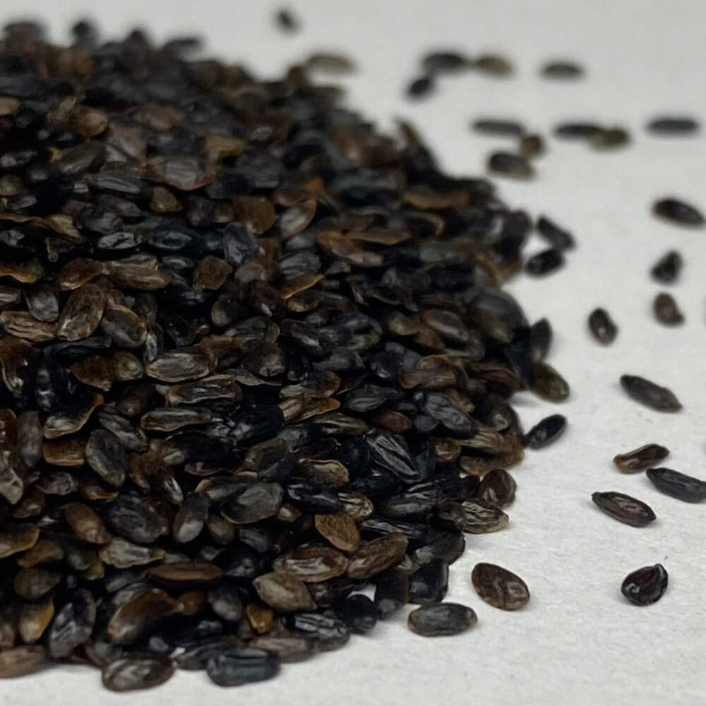 Balloon Flower Seeds (Platycodon grandiflorus) ~Traditional Herb Garden
