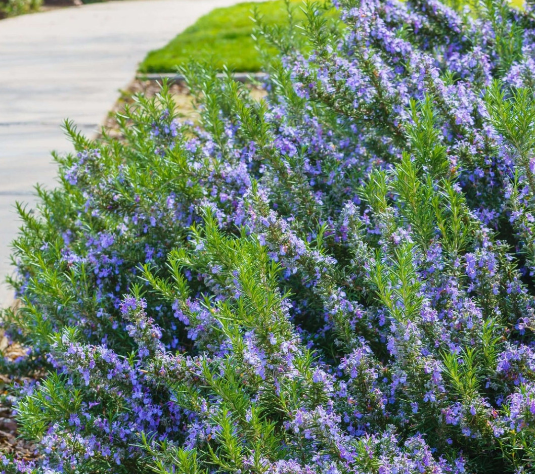 Rosemary ARP Live Plant – 2-5″ Tall – Upright Hardy Herb Plant for Garden