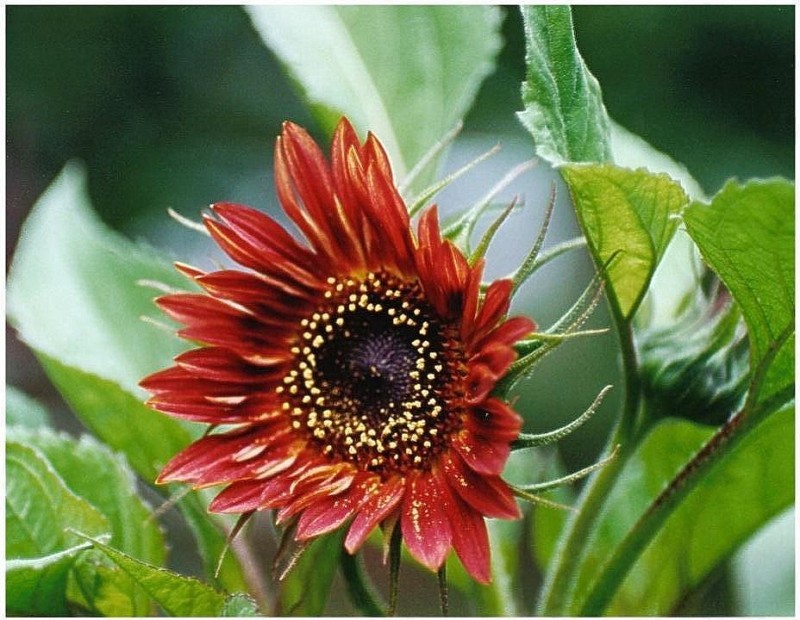 sunflower, VELVET QUEEN RED, sun flower BLOOMS, 30 seeds! GroCo made in US USA
