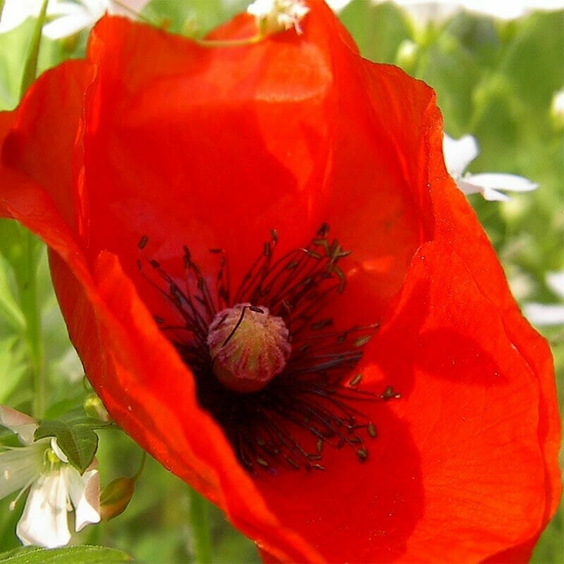 BLUE & mix POPPY FLOWER SEEDS – HIMALAYAN Tibetan poppy Wild poppy flower seeds