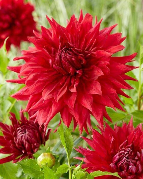 1 “Creve Coeur” Dinnerplate Dahlia – Large Bulb Size #1 – US Seller