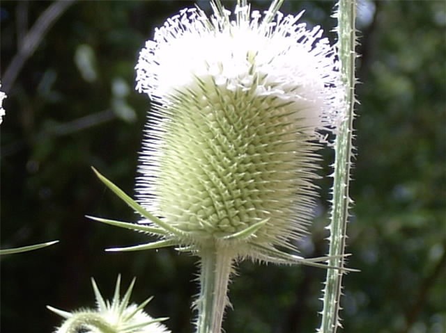 50 COMMON TEASEL seeds – Dipsacus sylvestris – 6 to 8 foot tall flower stalks