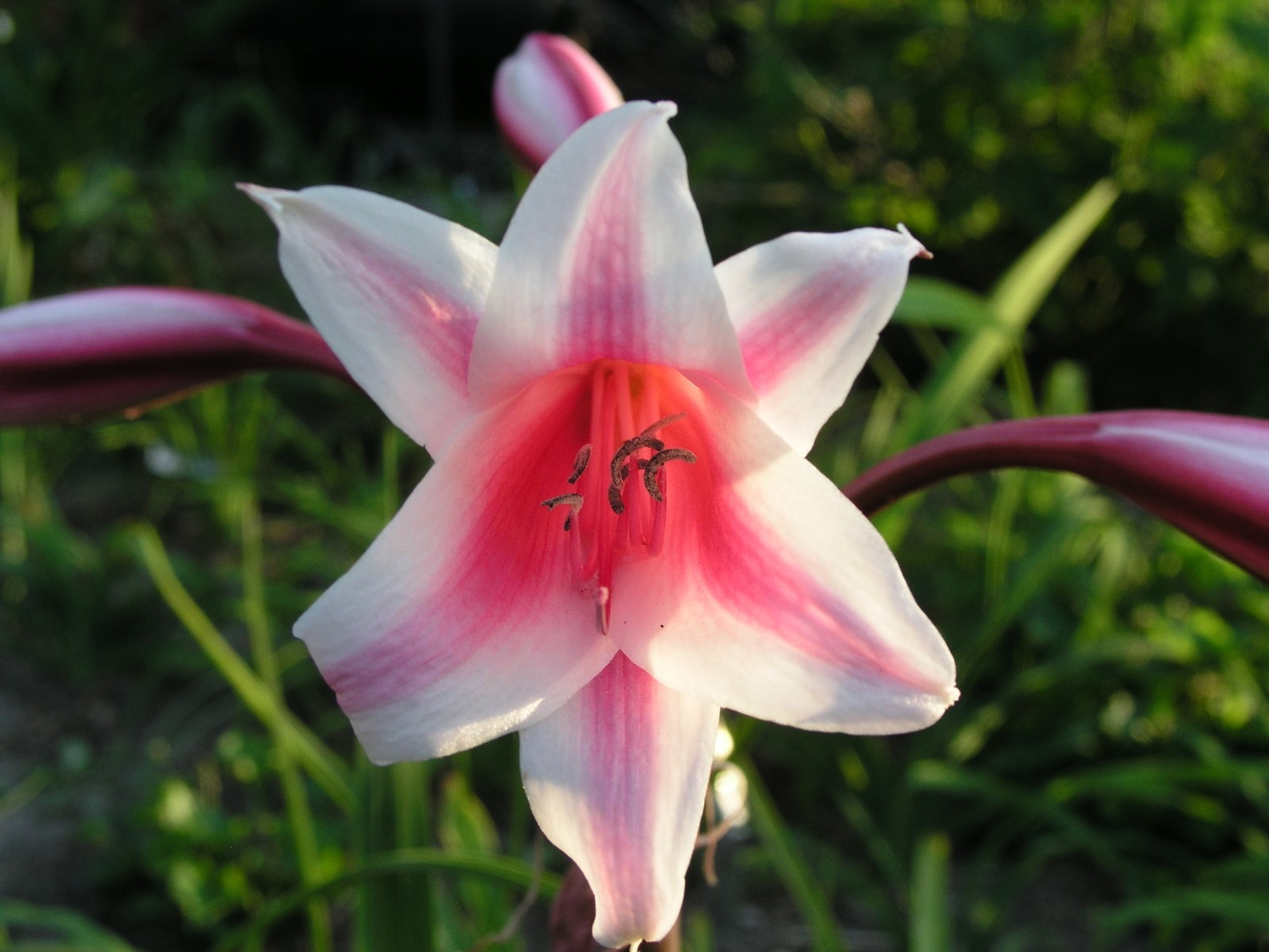 Crinum Lily, herbertii Schreck, jumbo, blooming-size bulb, NEW, RARE