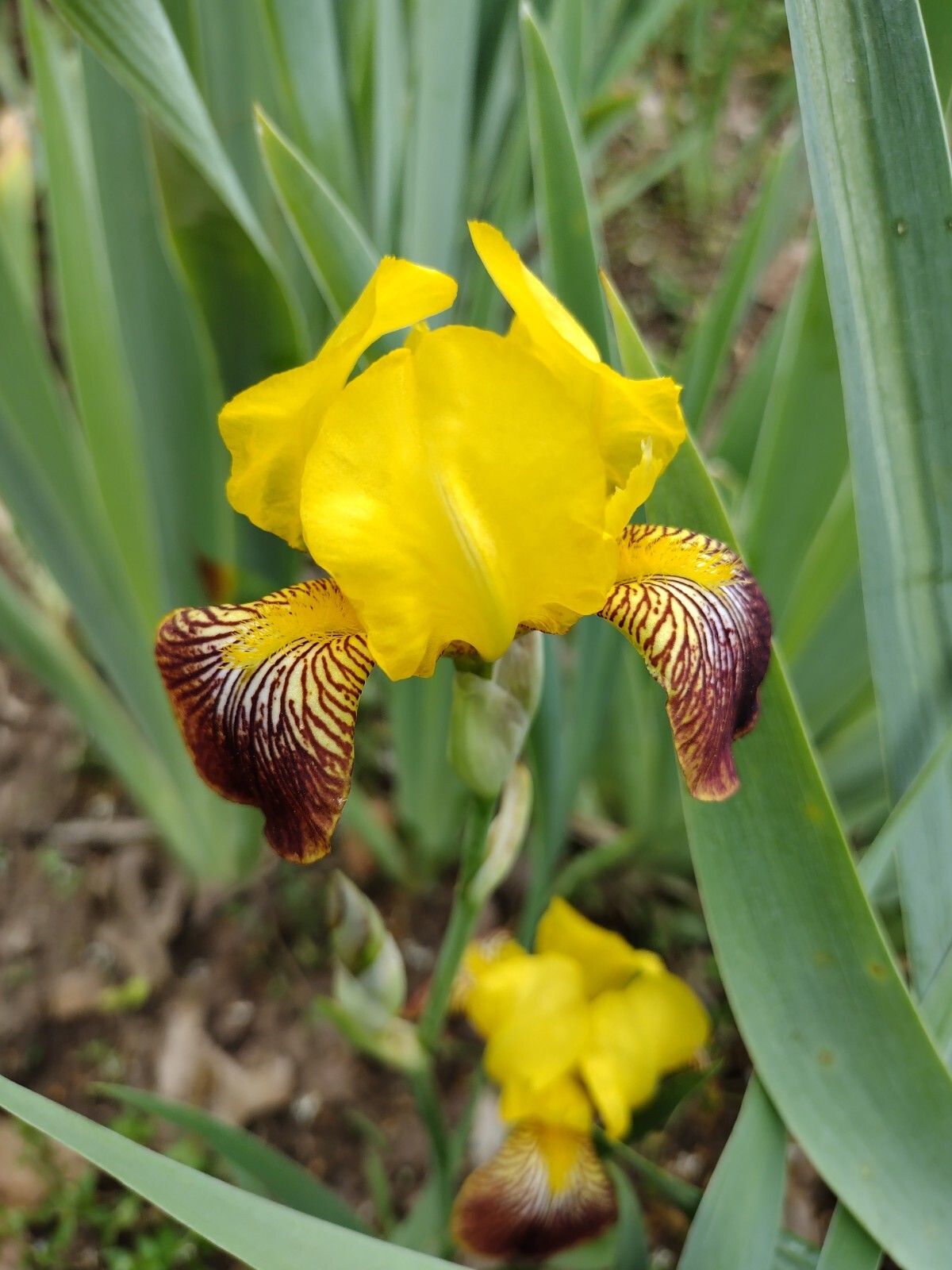 5x MIXED VARIETIES/COLORS BEARDED IRIS BULBS RHIZOMES