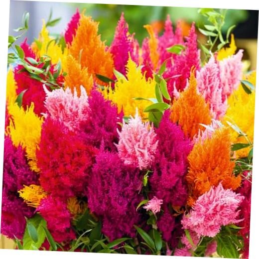 Celosia Seed for Planting – Cockscomb Woolflower – Non-GMO