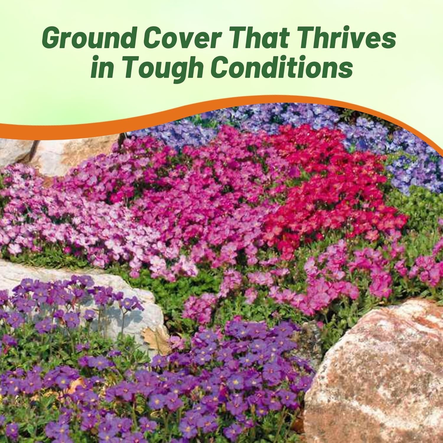 2000 Seeds Aubrieta Seed Mix For Planting – Rock Cress Ground Cover Seeds
