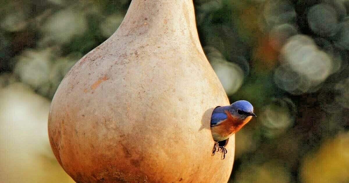 20+BIRDHOUSE BOTTLE GOURD Seeds Native Heirloom Vine Crafts Birds Hobby Garden