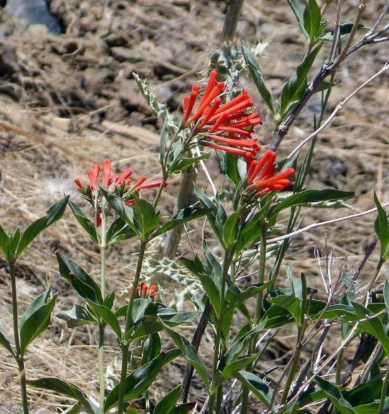 Penstemon eatonii | Firecracker Penstemon | 50 Seeds