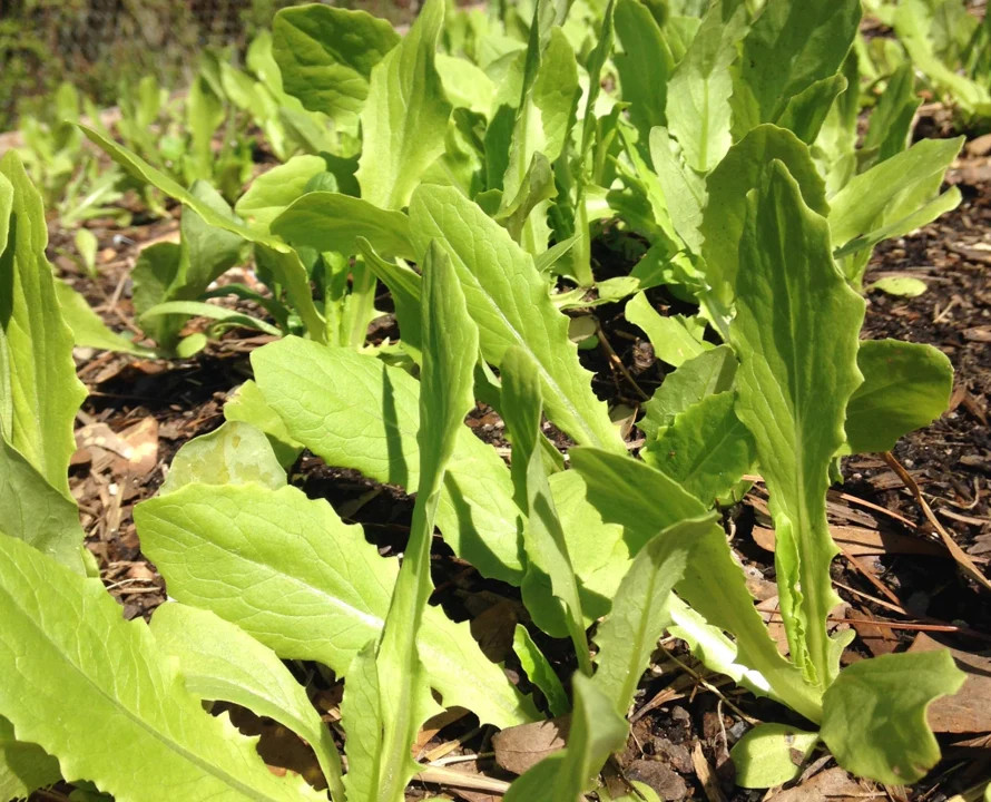 Sword Choy / AA Choy Seeds | Taiwanese Narrow Leaf Lettuce Tajam Celtuce 2024