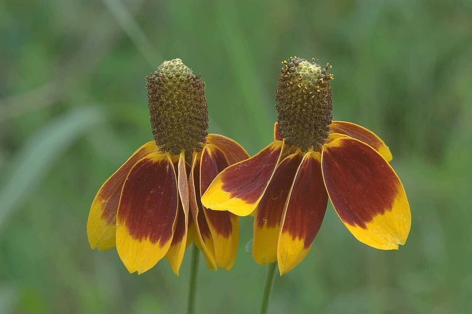 Ratibida columnifera | Mexican Hats | 500_Seeds