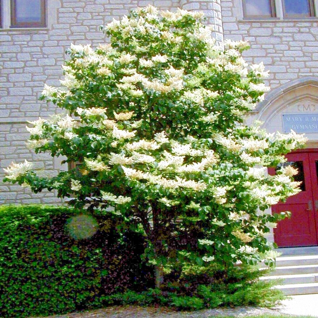Japanese White Lilac Tree Seeds Flower Plant Cold Hardy Butterflies Hummingbirds