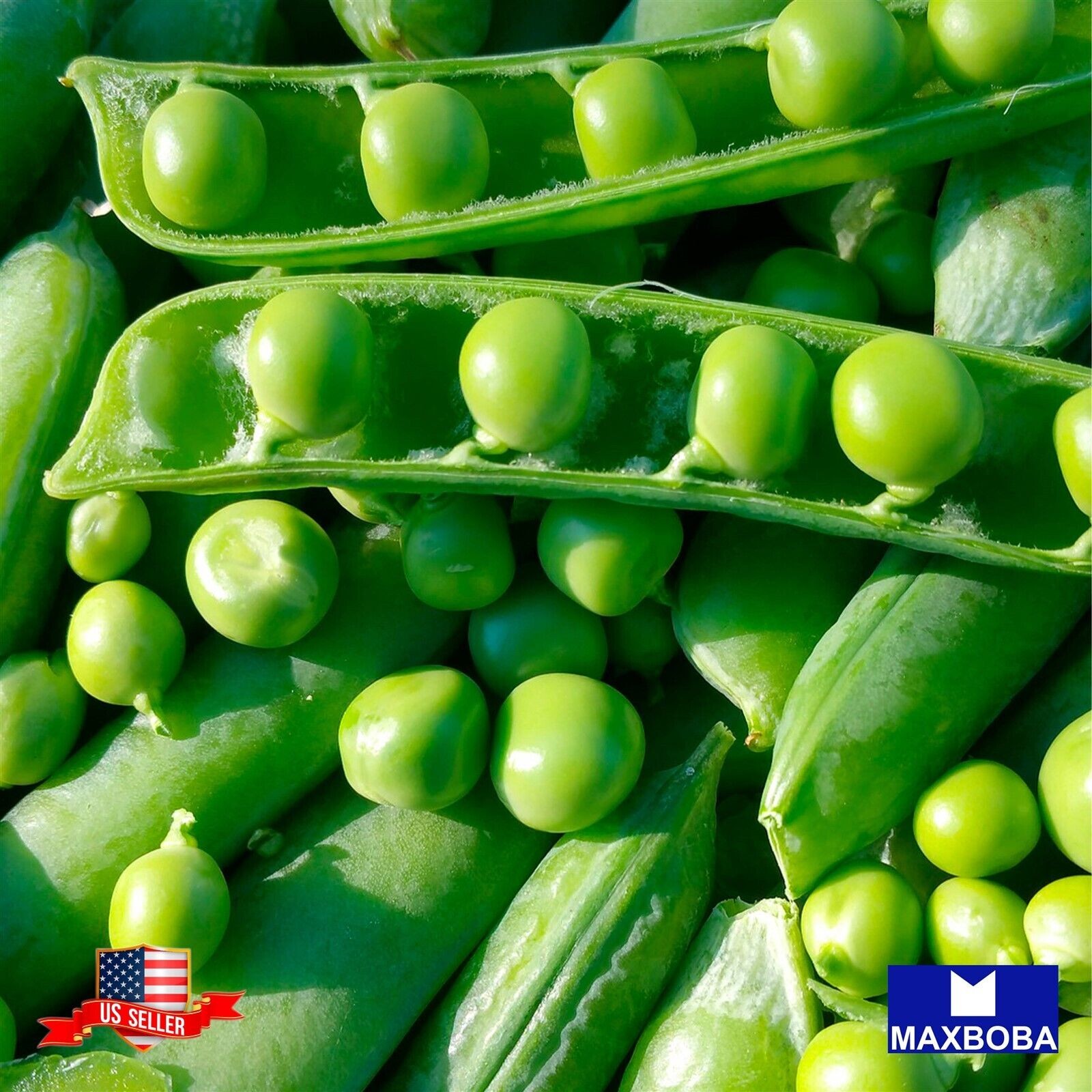 Premium 120 Fresh Seeds Pea Green Arrow Non-GMO Heirloom