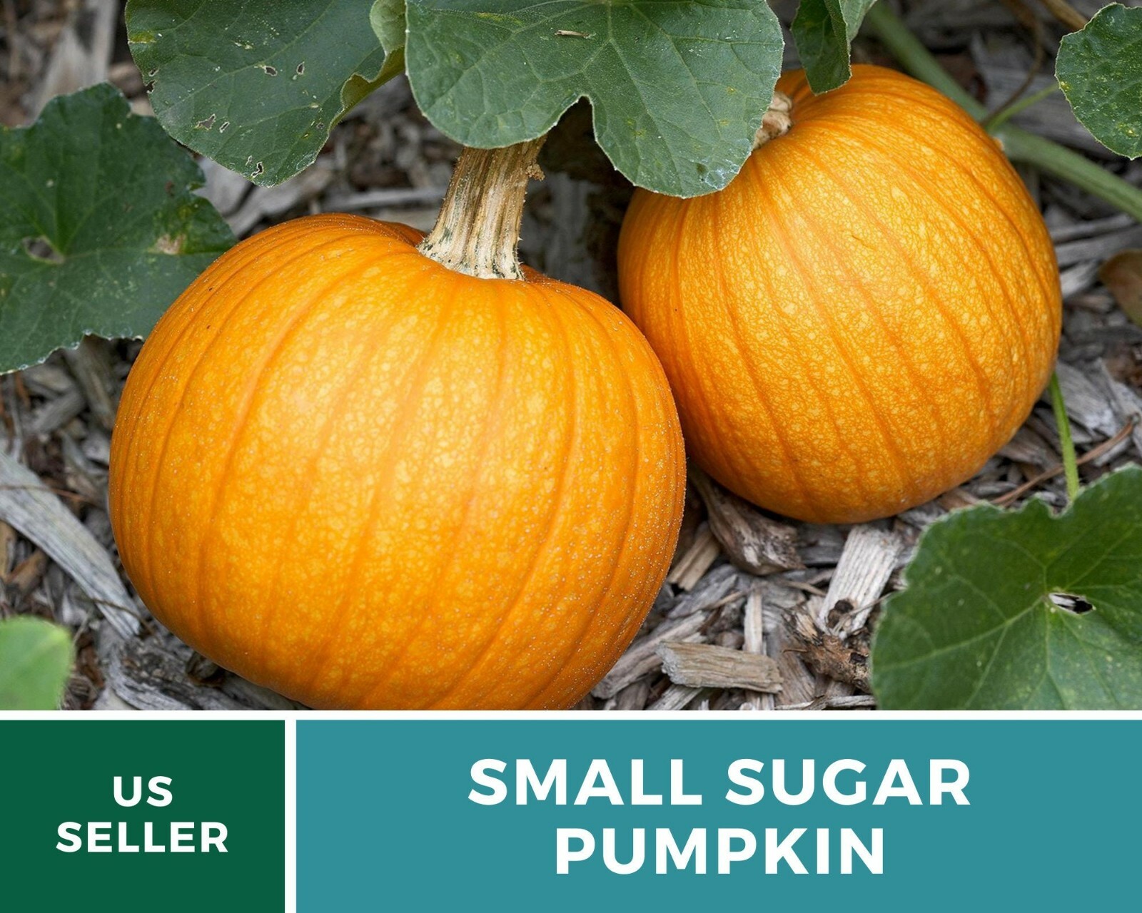 Pumpkin, Small Sugar – 15 Seeds – Heirloom – GMO Free (Cucurbita pepo)