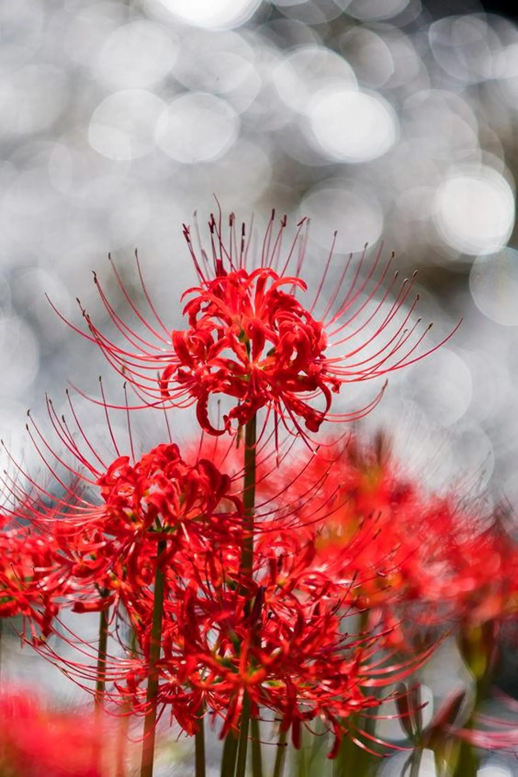 [BULB ONLY] Red Spider Lily ~1-2″ Rare Lycoris Radiata Exotic Garden Perennial