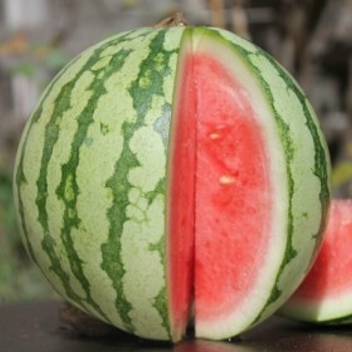 25 Fresh New Harvest of Sweet Dixie Queen Watermelon Seeds-B 26