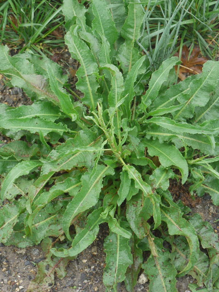 Curly Dock ( Yellow Dock medicinal) ‘Rumex crispus’ seeds/ GMO Free/ grown in MN