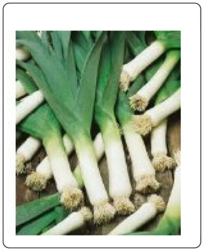 Leek Large American Flag Heirloom Garden Vegetable By Seed Kingdom 300 Seeds