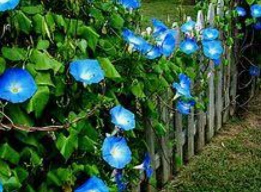 10 MORNING GLORY Seeds Heavenly Blue Ascending Vines Bell Flower Climbs Zone3-10