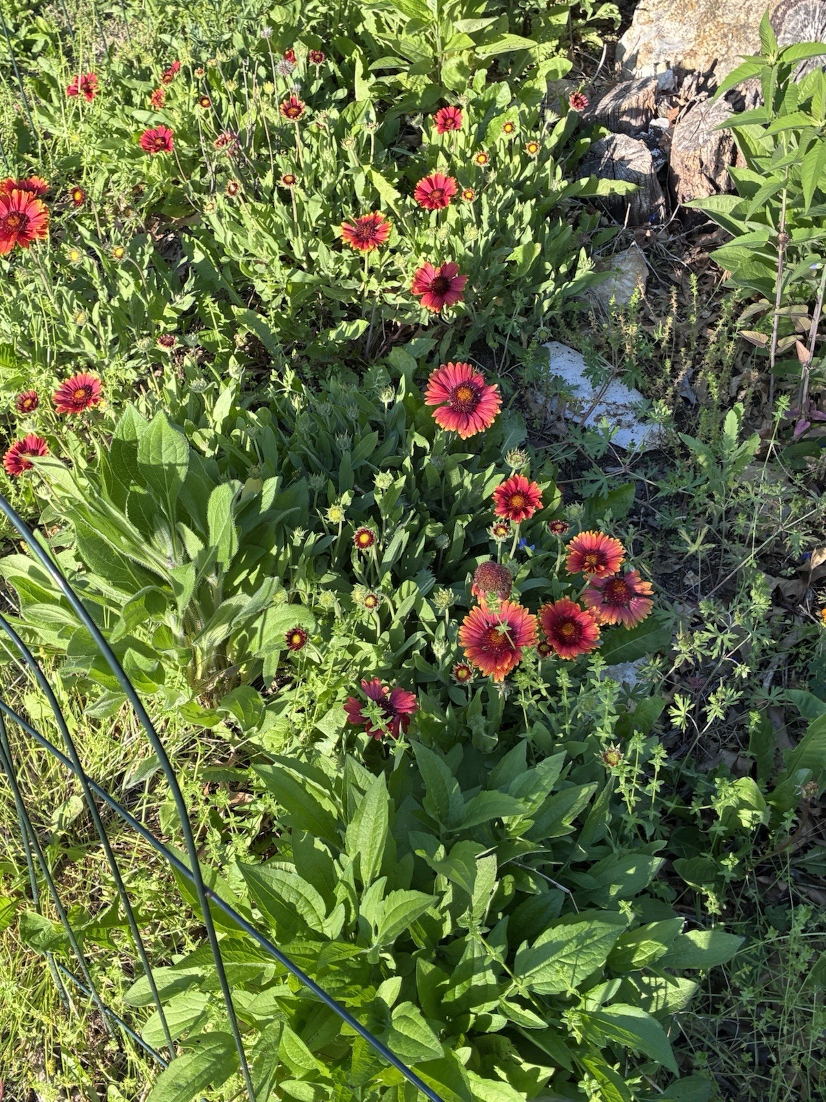 Indian Blanket Flower/Gaillardia Seeds-Hand Picked Organic