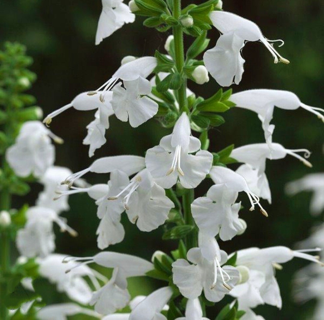 350 Salvia Farinacea Seeds Mealycup Sage Fragrant Flower Heirloom Variety White