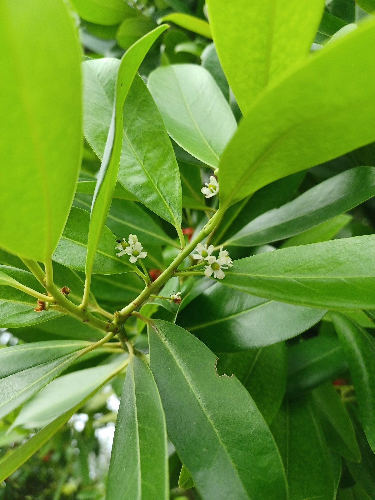 50 Dahoon Holly Seeds, Ilex cassine (Gathered 2025)