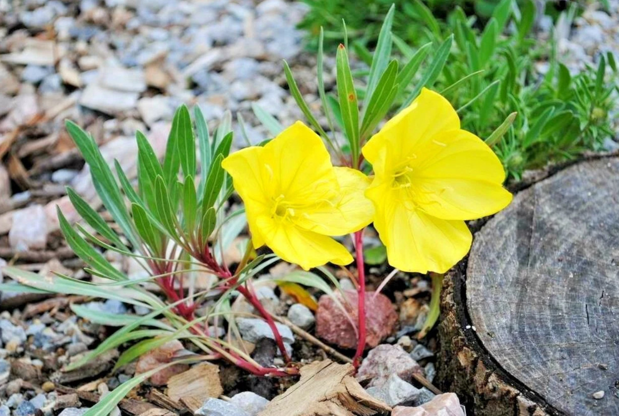 30 Missouri Primrose Seeds – Dwarf Yellow Perennial Wildflower for Rock Garden