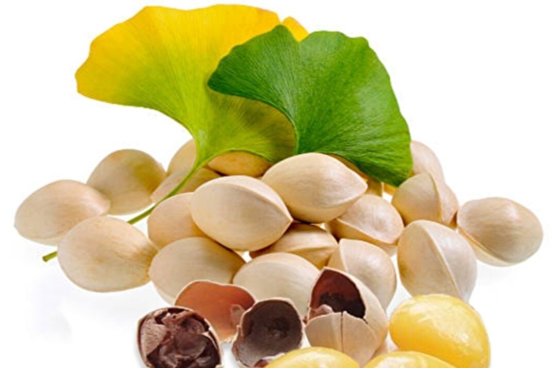 25 Ginkgo Biloba Seeds,Rare Ginkgo Unique Leaves Bright Yellow Maidenhair Tree