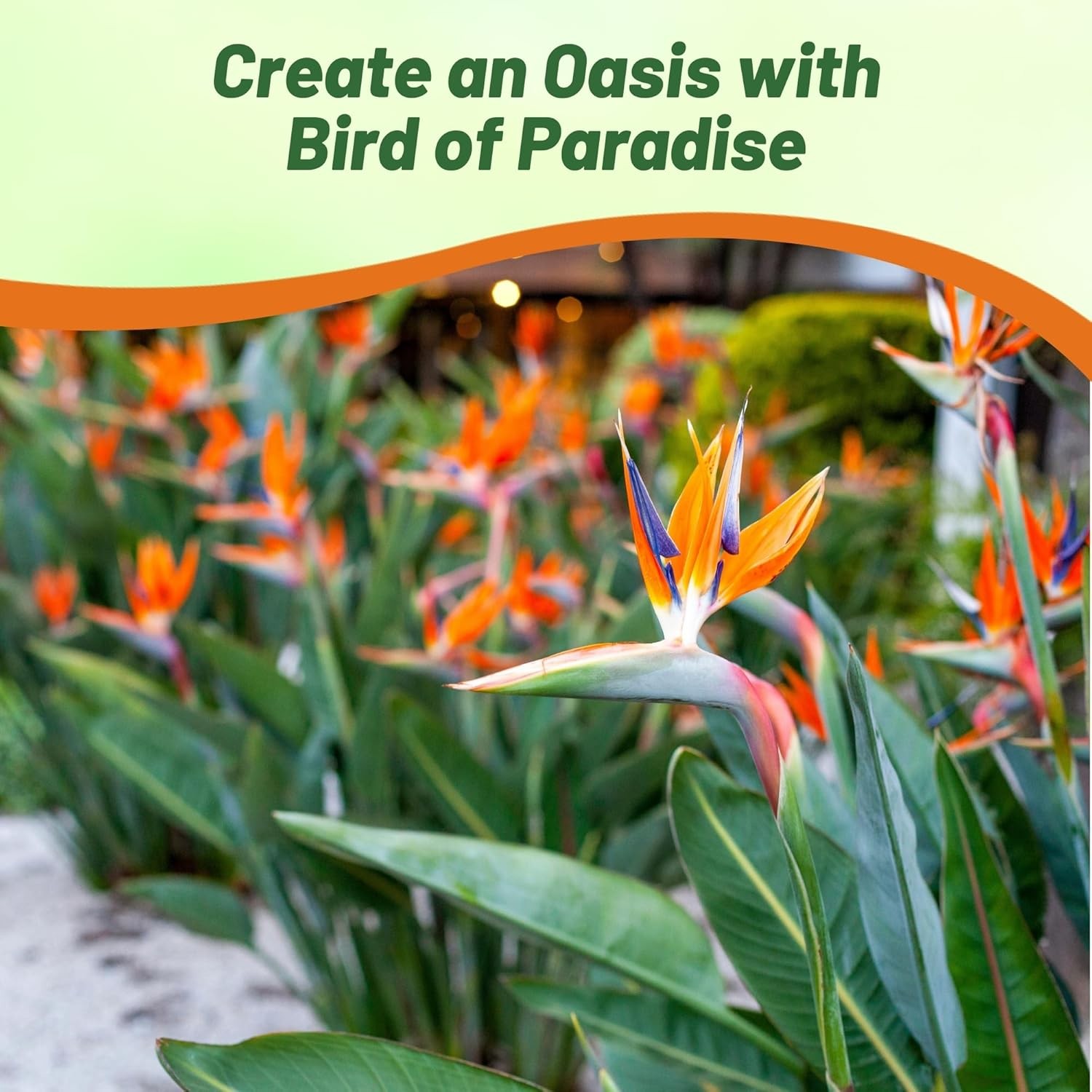 30 Seeds Bird of Paradise Seeds – Strelitzia Reginae Flower Seed