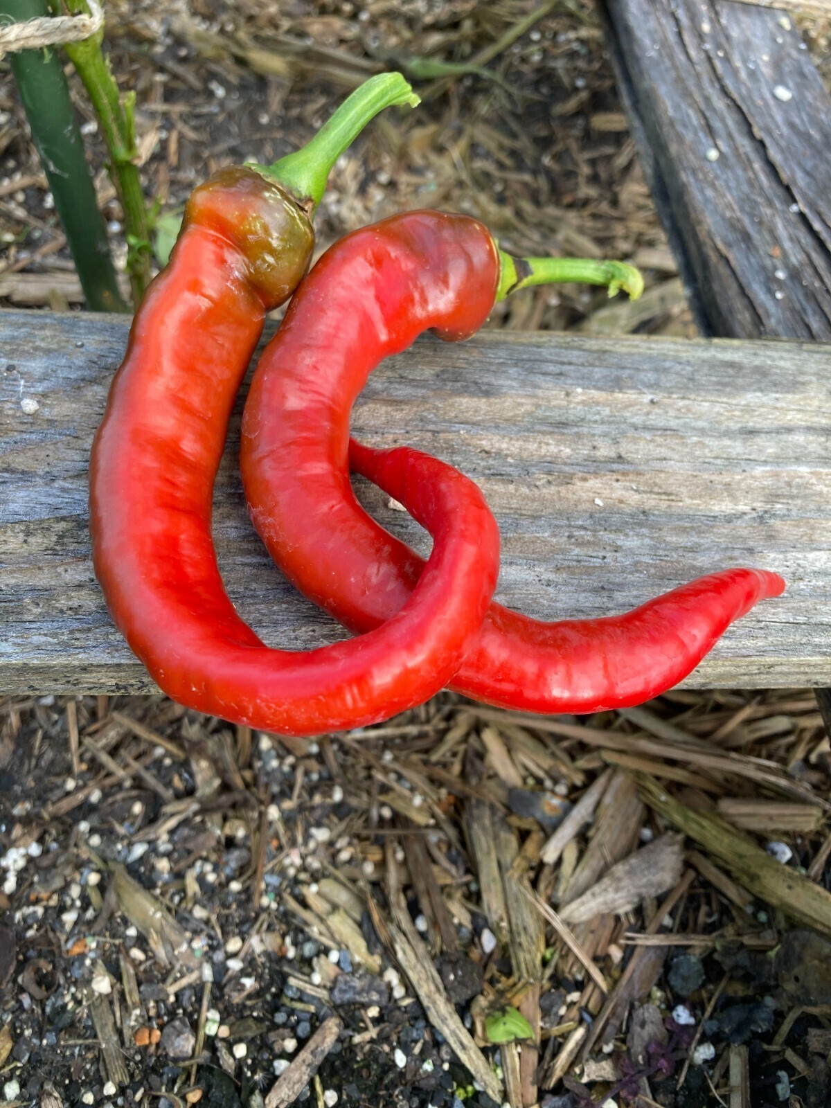 Jimmy Nardello Italian Sweet Pepper 25 Seeds Garden Planting Non-GMO