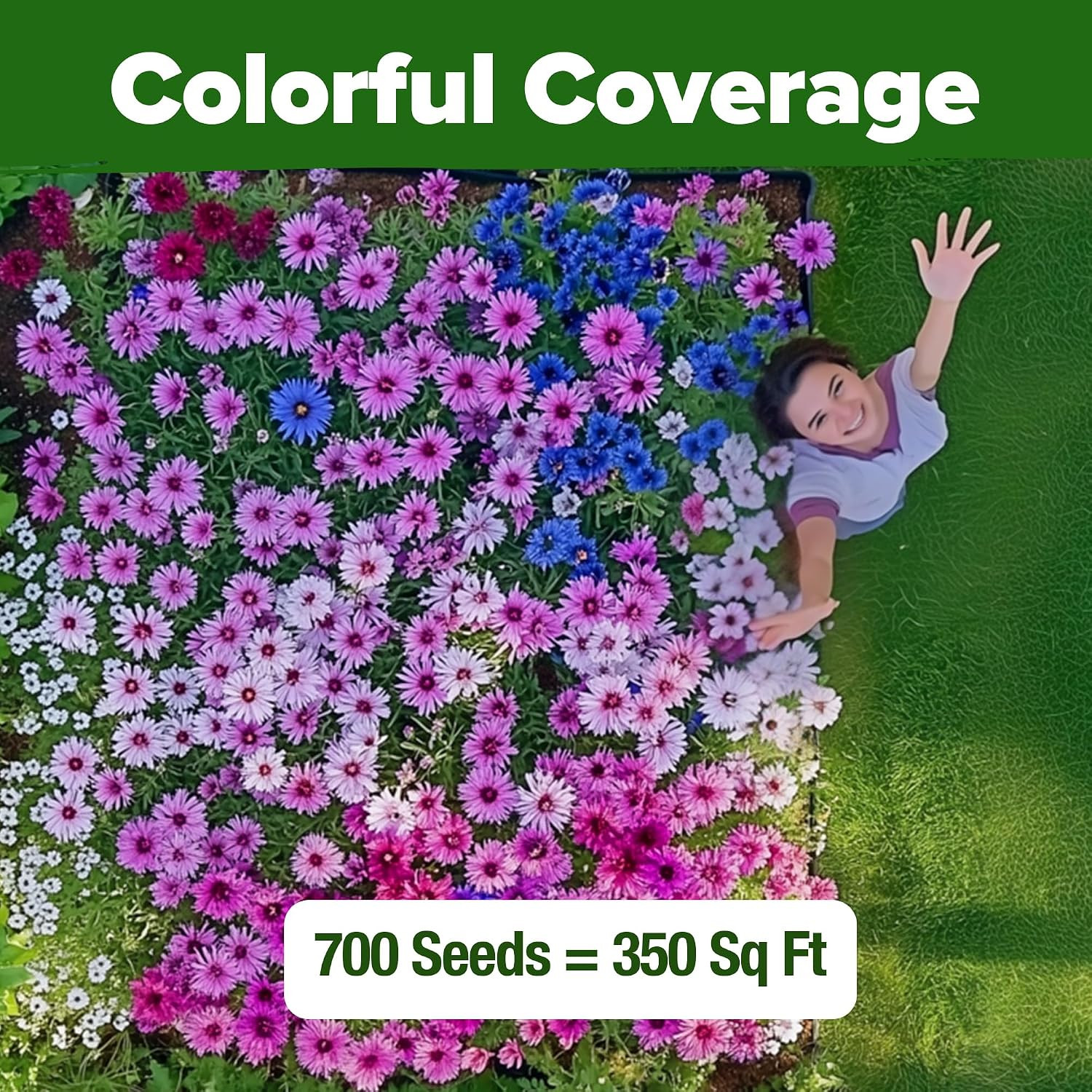 Bachelor Button Flower Tall Mix 700+ Cornflower Heirloom for Planting – Quick