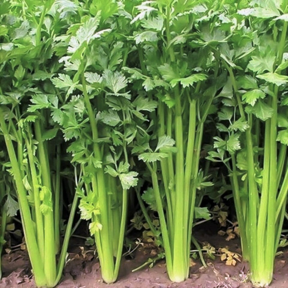 Chinese Celery Seeds | 中芹 Leafy Celery Nan Ling Asian Seed 2024 Fast Shipping