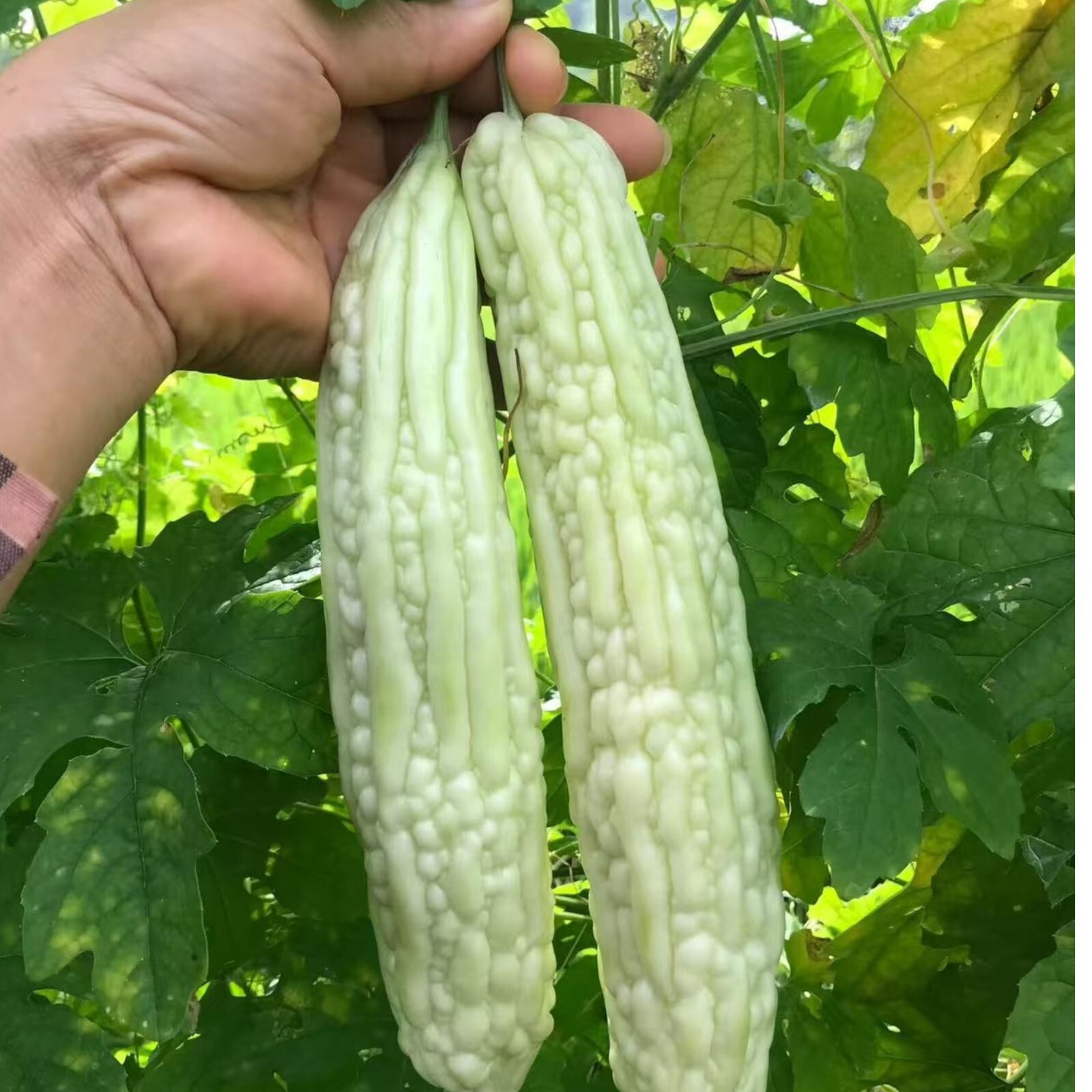 15pcs White Pearl Bitter Gourd Seeds – Heirloom Balsam Pear Melon Variety