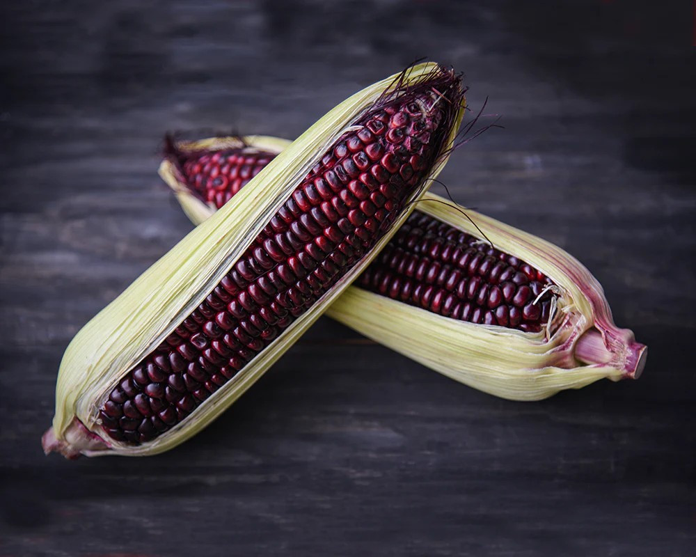 30+ New York Bloody Butcher Corn Seeds ————— NEW CROSS ——— RARE