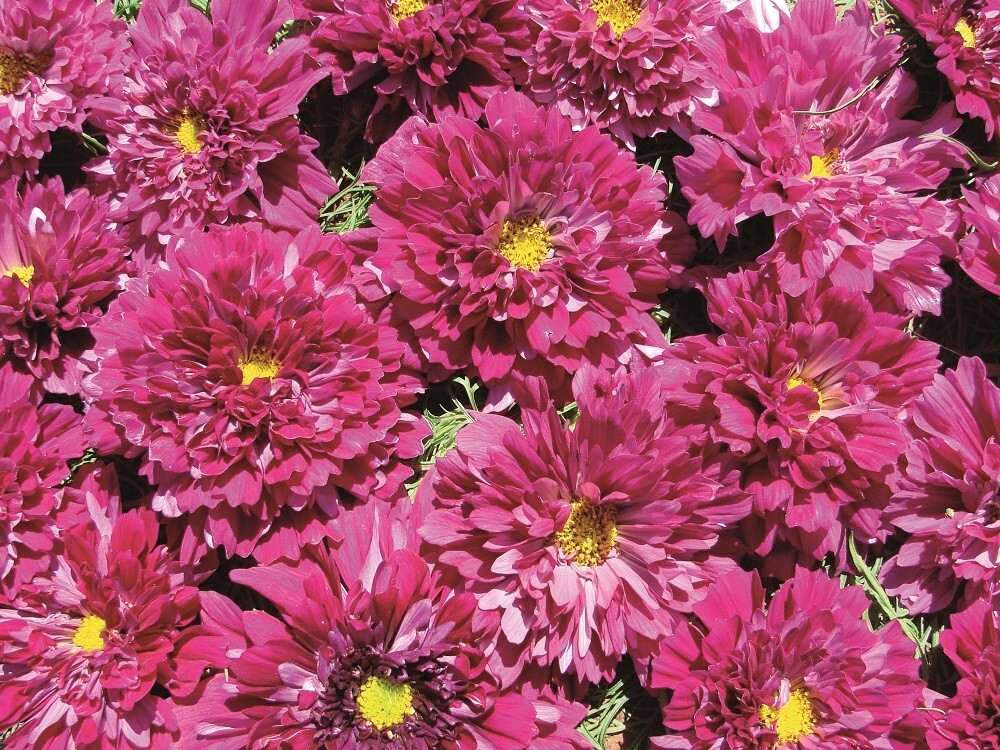 Cosmos Cranberries Double click – 25 Seeds – Frazzled Petals – C. bipinnatus