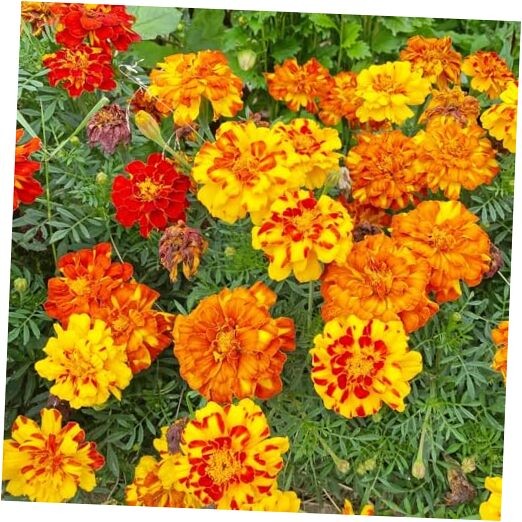 French Marigold Sparky Mix Seeds, Over 5,000 Seeds by