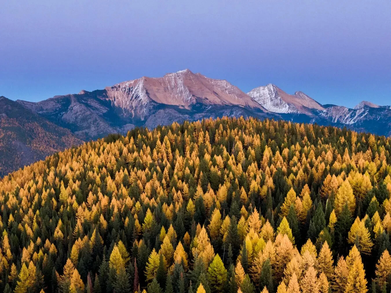 Larch (Larix mixed variety, 20 seeds Alaska Wild Harvested
