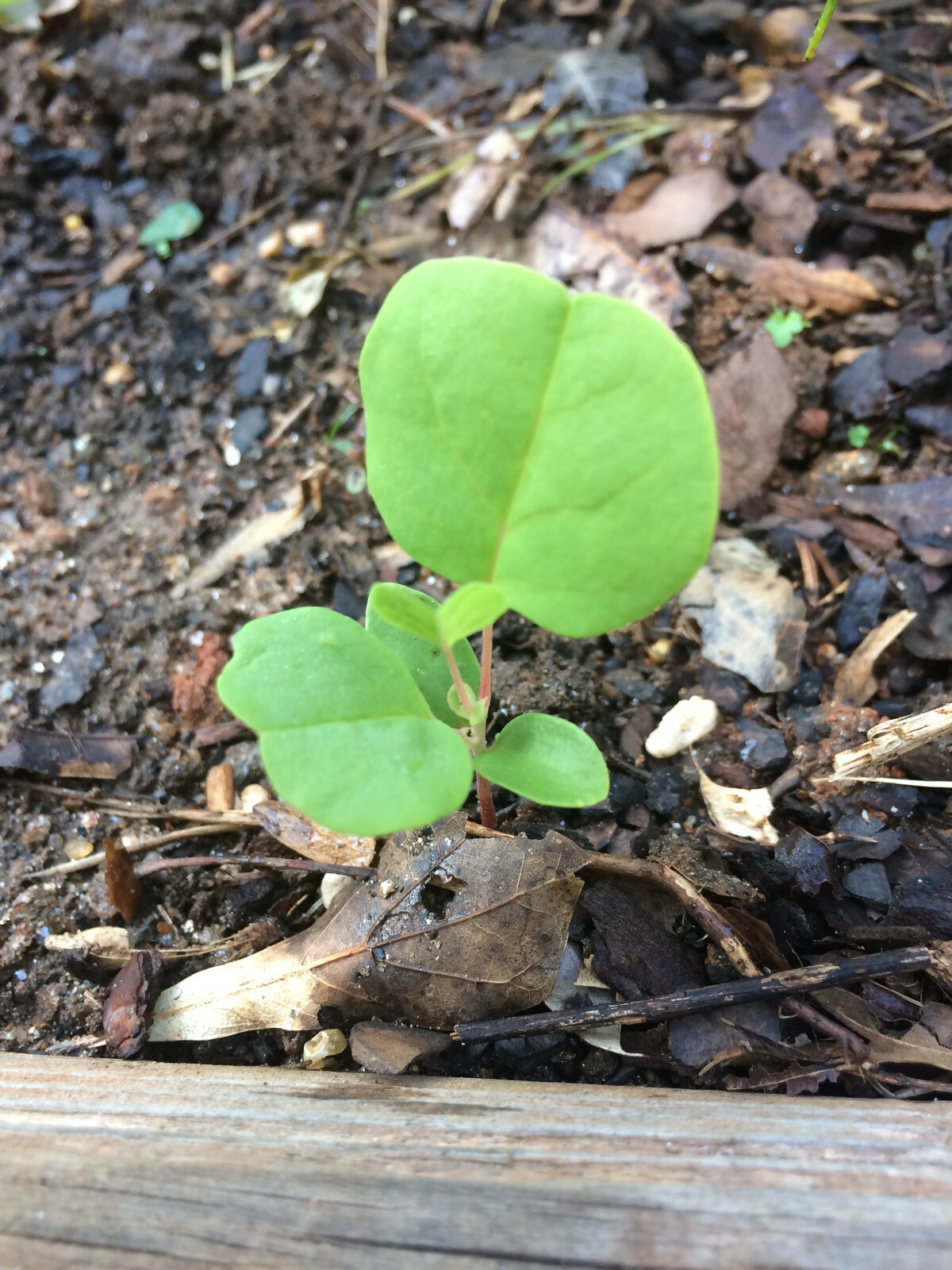Tulip Poplar (Liriodendron Tulipifera) [APIARISTS,BEEKEEPING,NECTAR,NATIVE, 12+]
