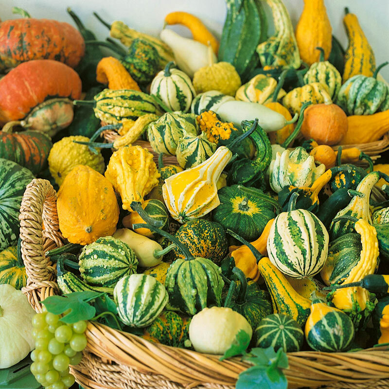 Small Ornamental Gourd Mix Seeds | Fall Garden Autumn Wing Pumpkin Squash 2023