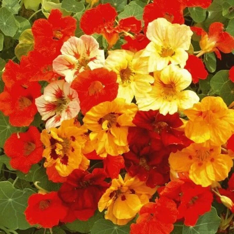 35 Nasturtium Dwarf Jewel Mix Seeds. USA Seeds. Organic. Ships free