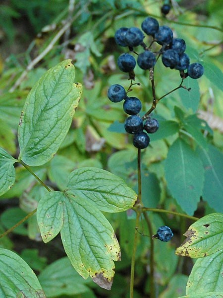 1 Blue Cohosh Bare Root Plant: Woodland Garden Perennial – Winter Hardy