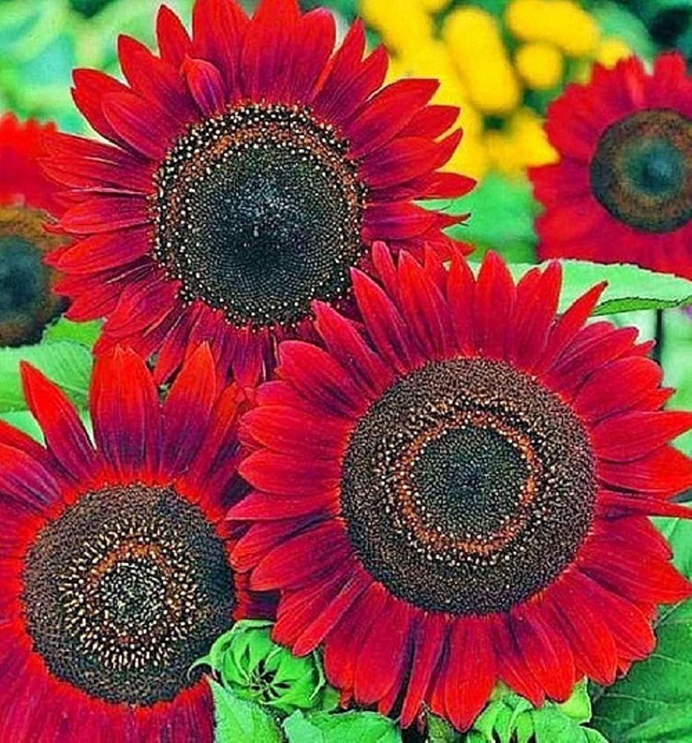Velvet Queen Sunflower Seeds for Planting | Heirloom | Non-GMO | 50 Sunflower…