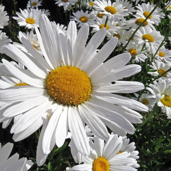 200 seeds. Alaska Shasta Daisy Perennial. USA Seeds. Organic. Ships free