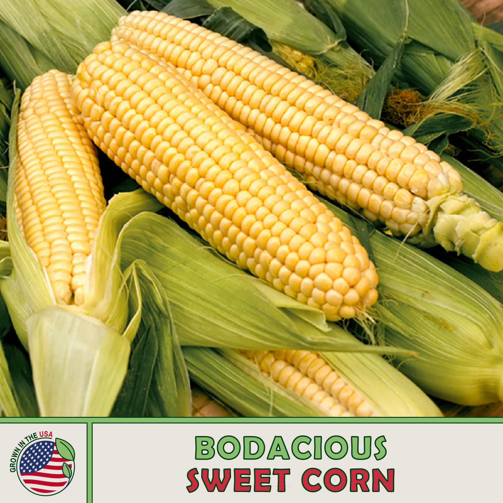 25 Bodacious Sweet Corn Seeds, Hybrid, Non-GMO, Genuine USA